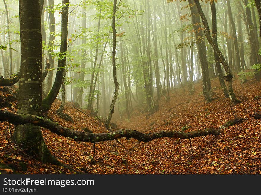 Morning fog among forest trees. Morning fog among forest trees