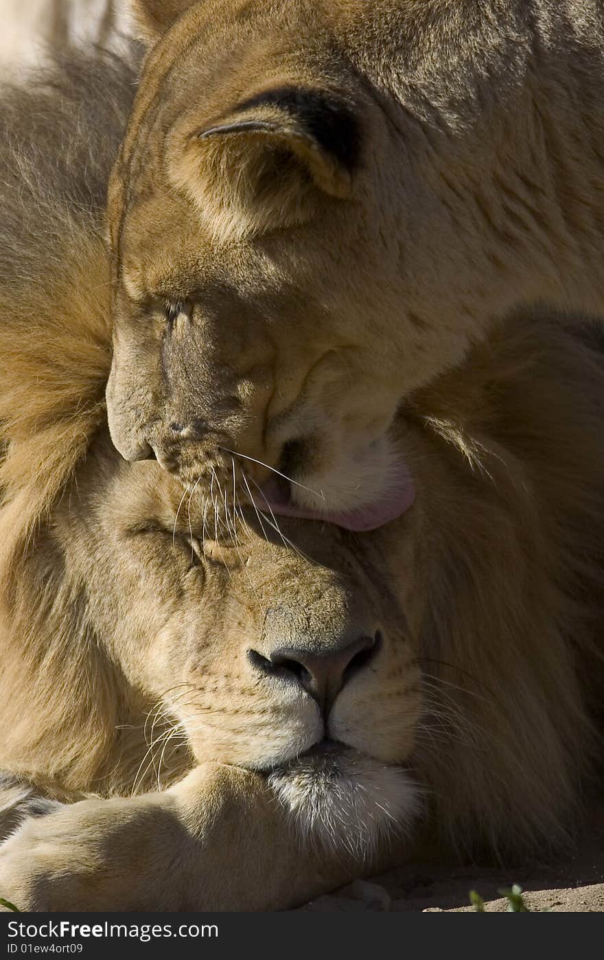 Closeup of a lion couple kissing