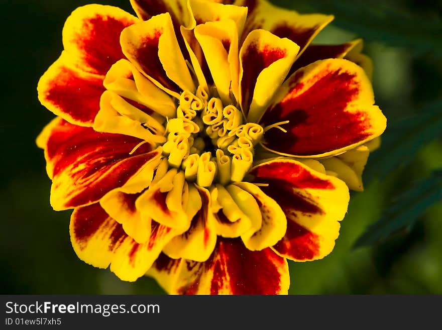 flowers open in the green background.