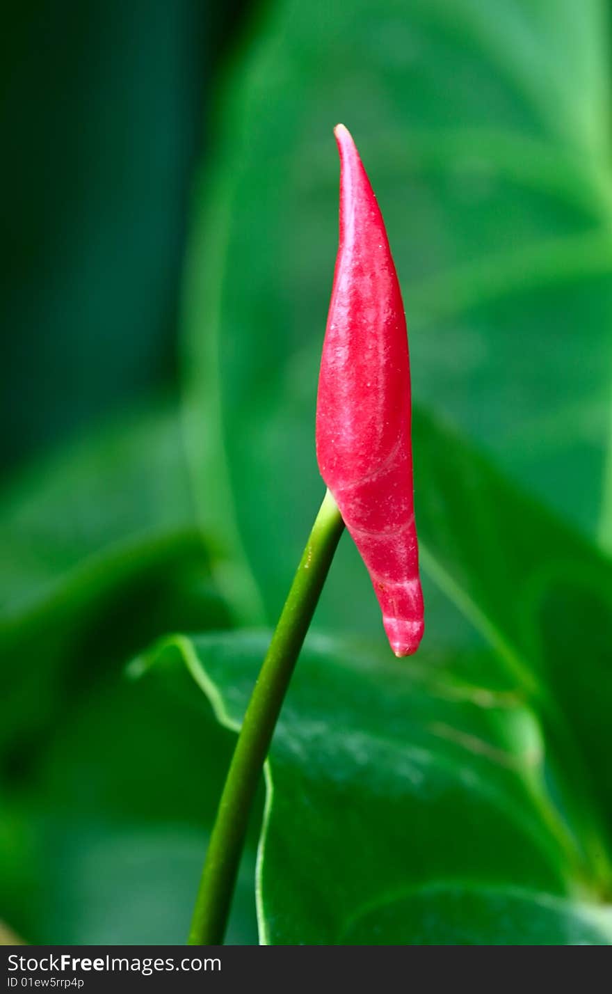 wait for an open of leaf red anthurium.
