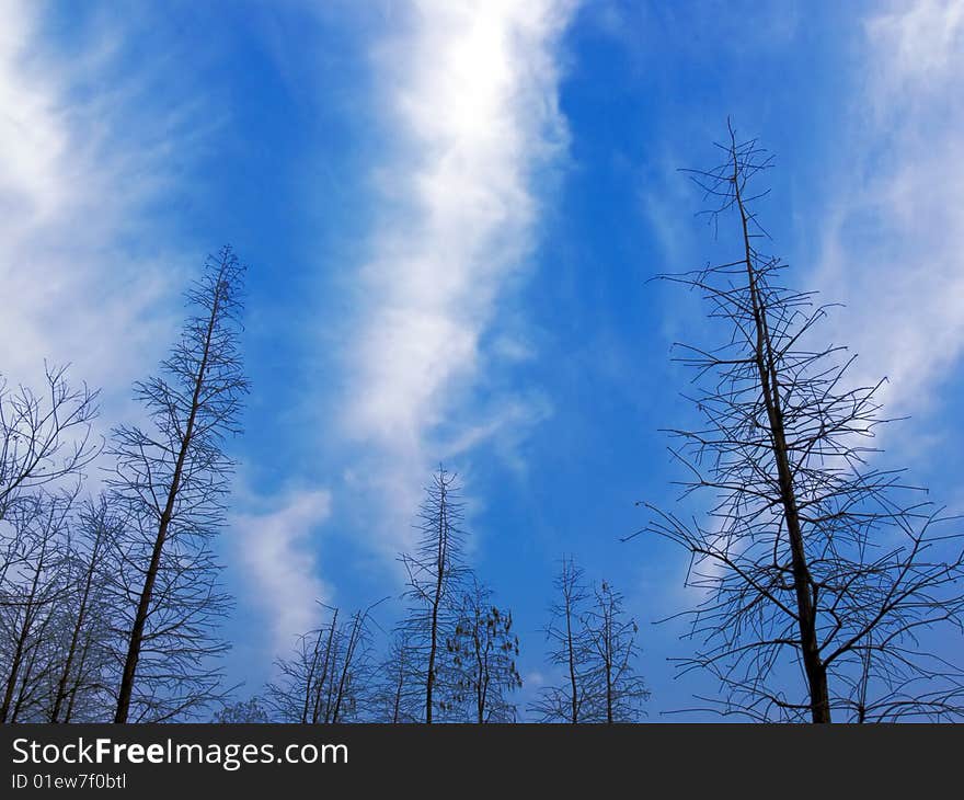 Winter, blue sky and tree. Winter, blue sky and tree