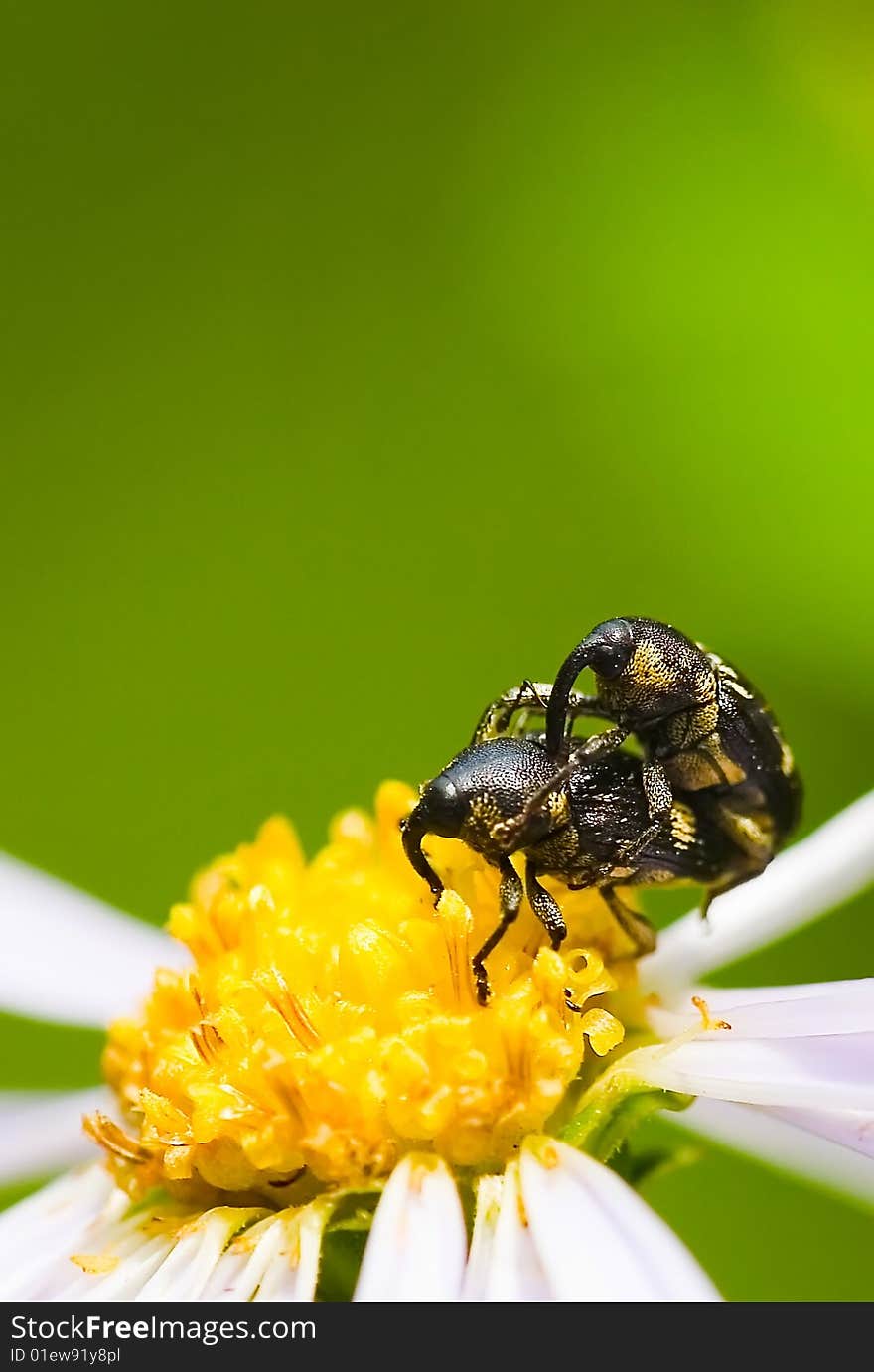 Insects on flowers