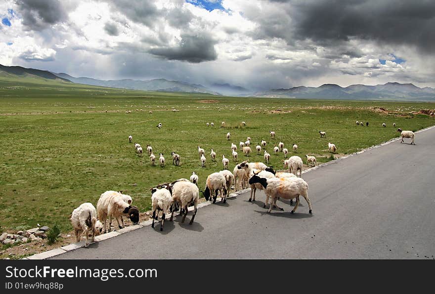 Roaming sheep in Golog, Qinghai prefecture, in the northern Himalayan plateau