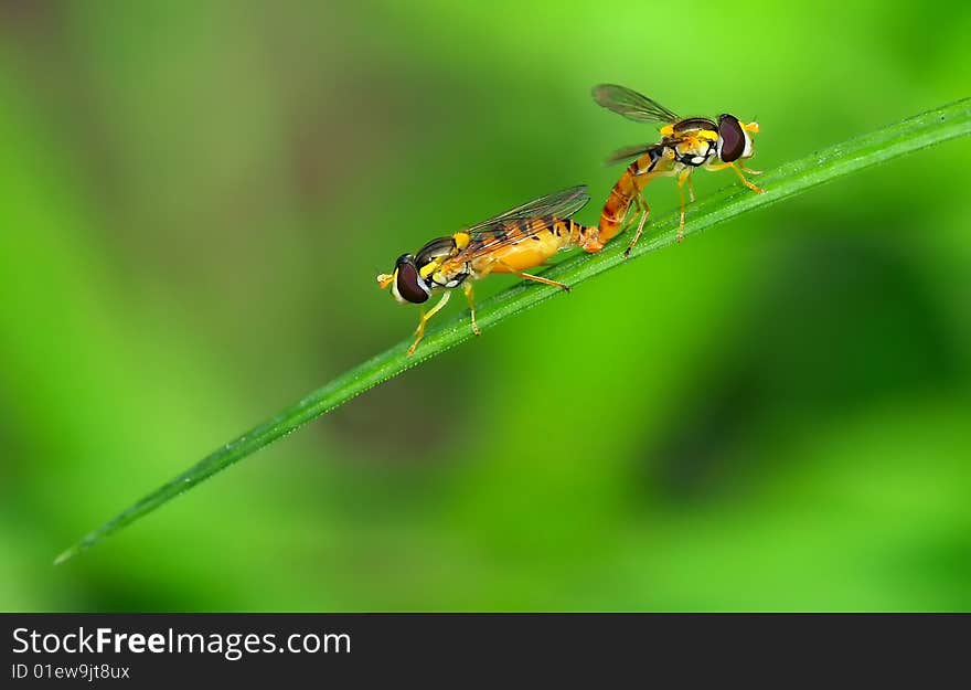 Two small bee mating in the gardens.