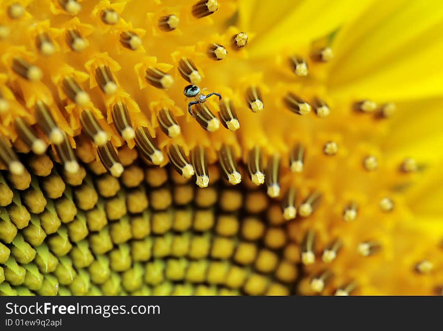 Sunflower With Insects