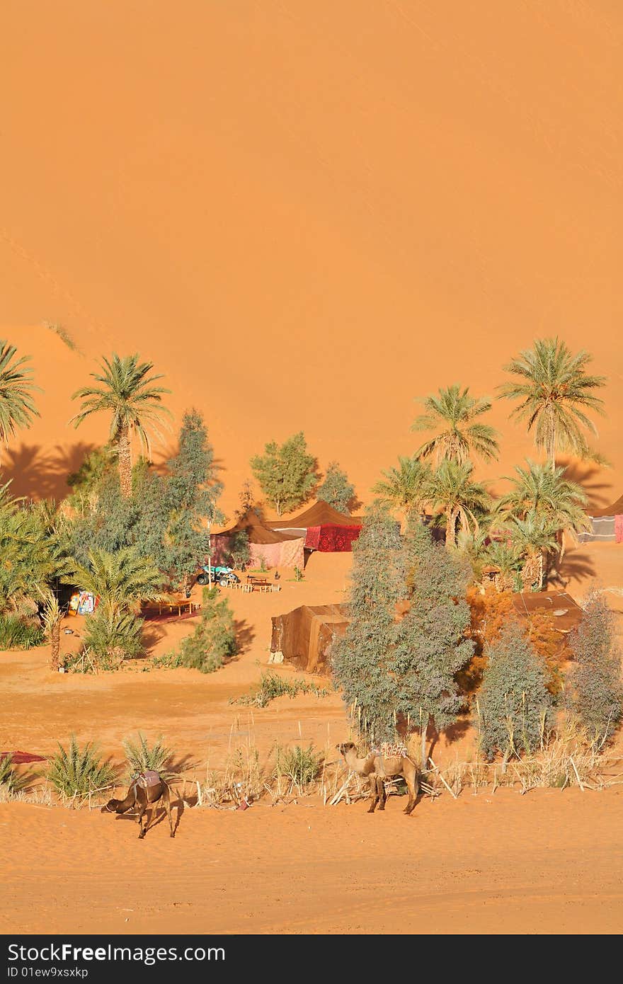 Oasis In Sahara