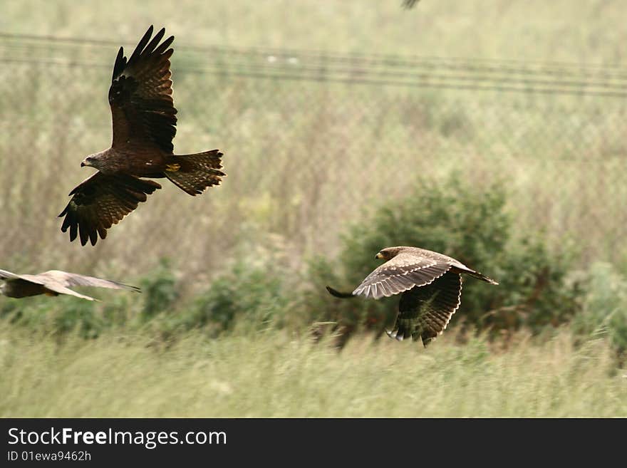 Yellow Billed Kite