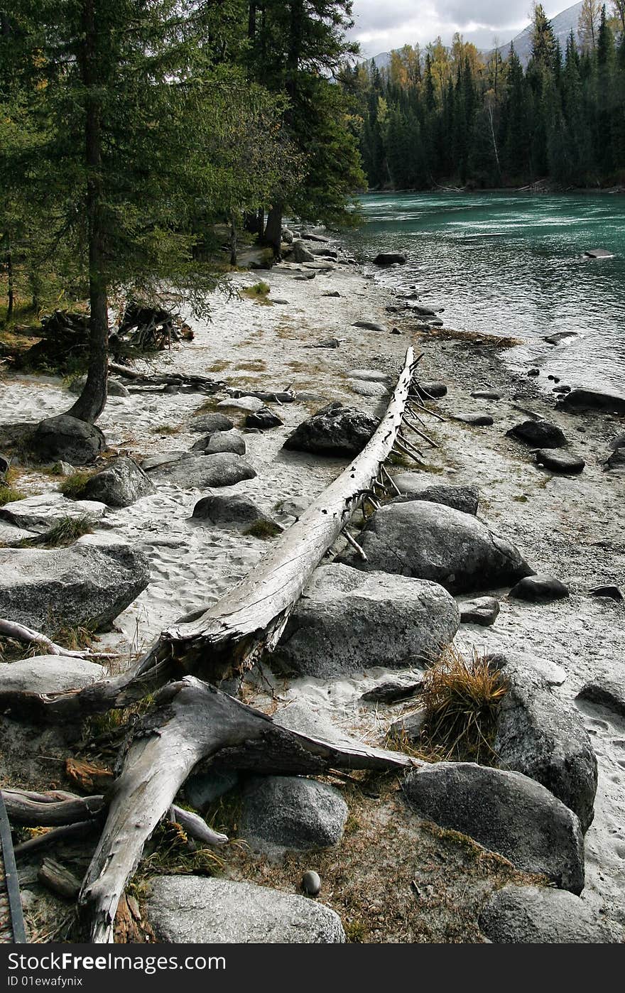 Fallen Tree By Kanas River