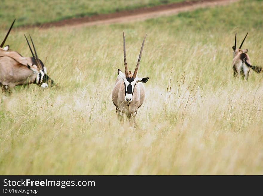 Gemsbok with long horns facing photographer