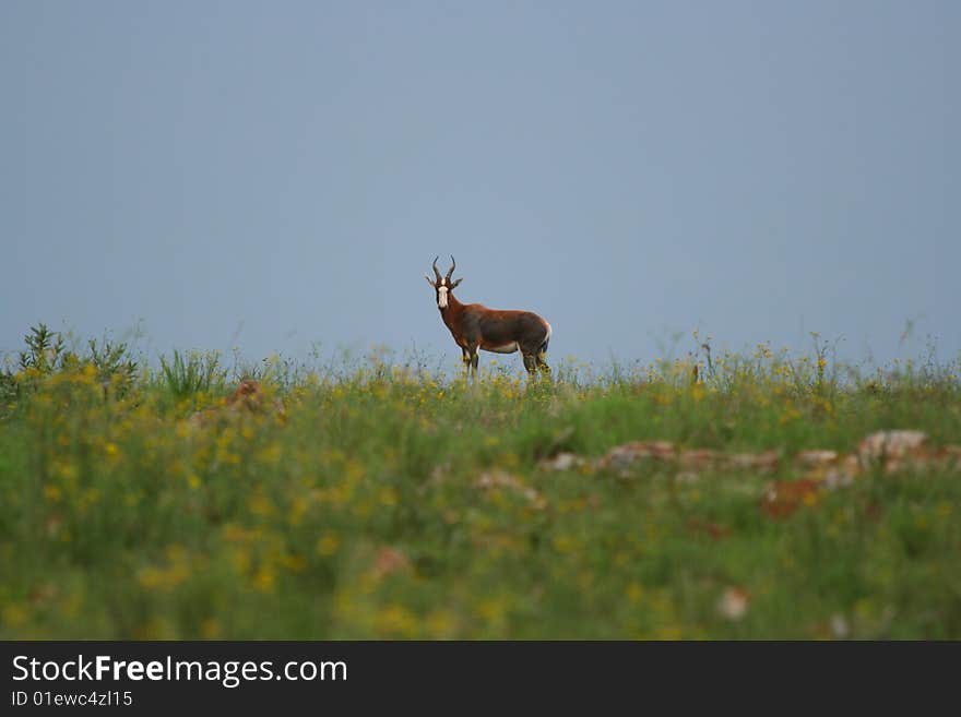 Red hartebeest in field of yellow flowers