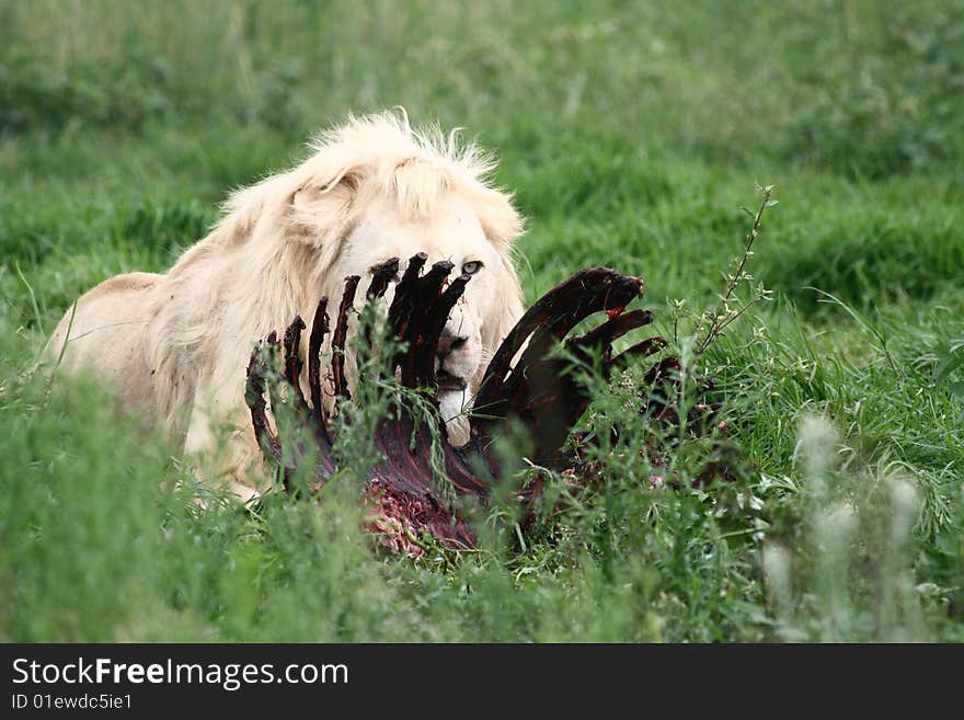 Male white lion eating rack of ribs