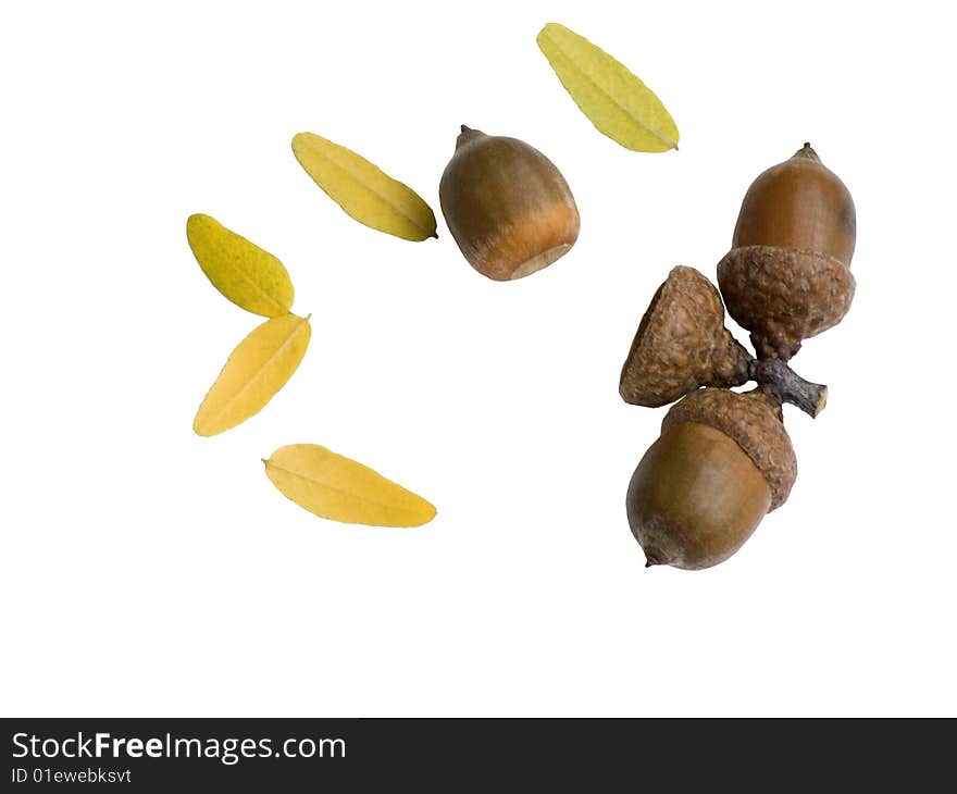 Acorns And Leaves