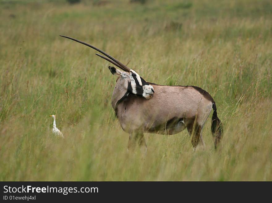 Gemsbok with long horns facing backward