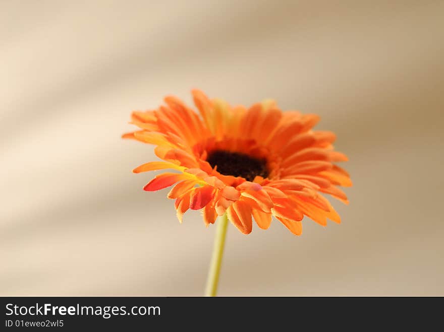 Single cloth flower on a golden textured background. Single cloth flower on a golden textured background.