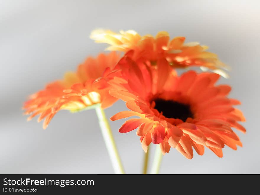 Three cloth flowers on a silver textured background. Three cloth flowers on a silver textured background.