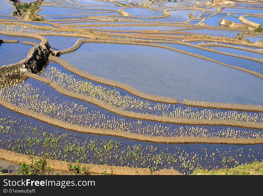 Rice terrace in Yuan Yang, China. Rice terrace in Yuan Yang, China