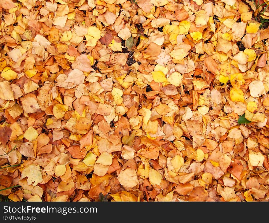 Background: many bright autumn leaves