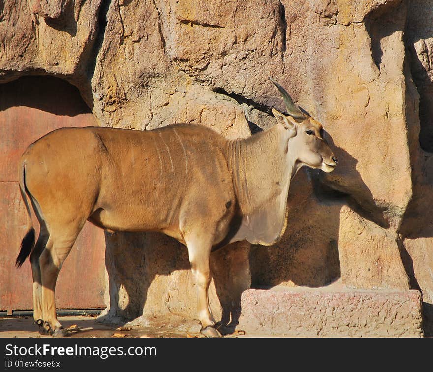 eland