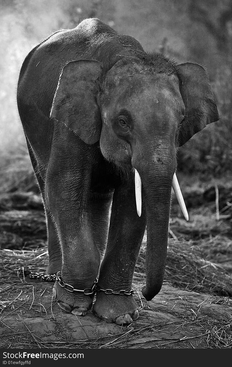 portrait of an african elephant seen here walking. portrait of an african elephant seen here walking