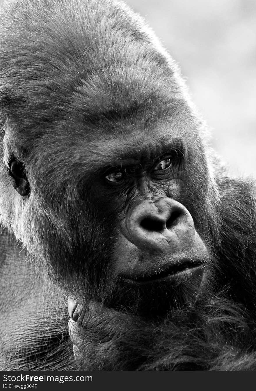 Portrait of a big gorilla thinking about something. Black and white image captured at the zoo. Portrait of a big gorilla thinking about something. Black and white image captured at the zoo.