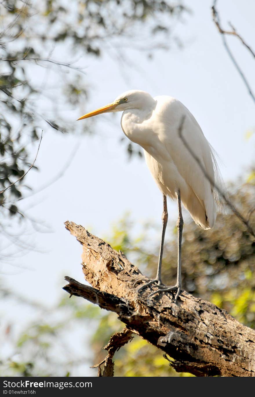 White egret