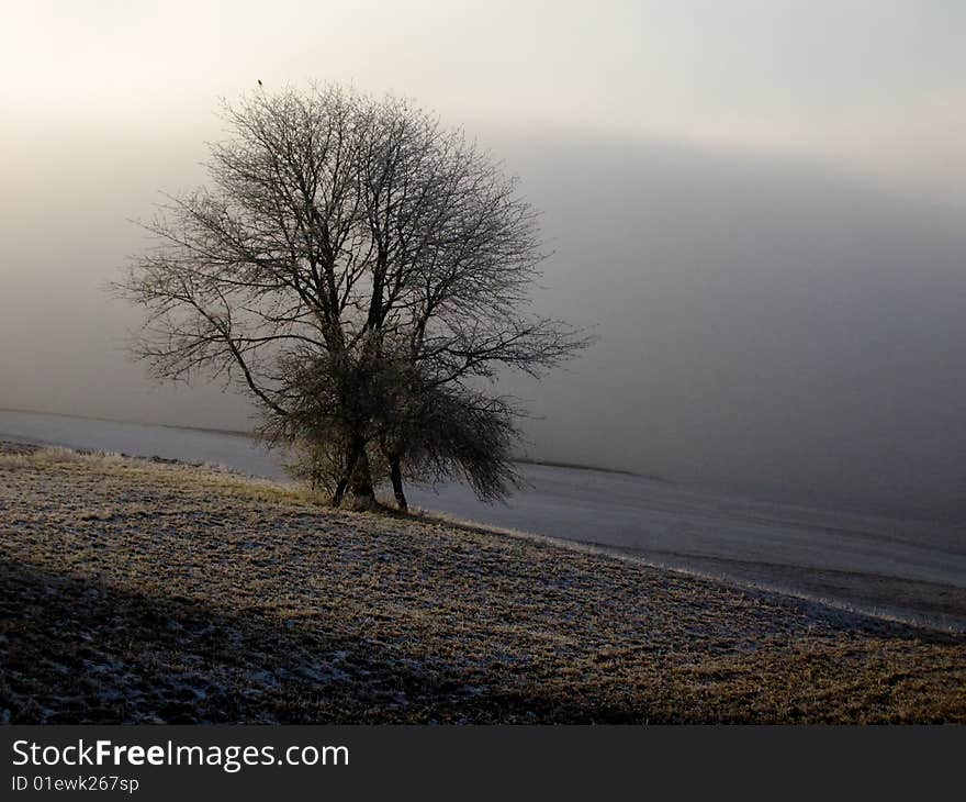 Lonely tree in foggy field. Late sun over the hills