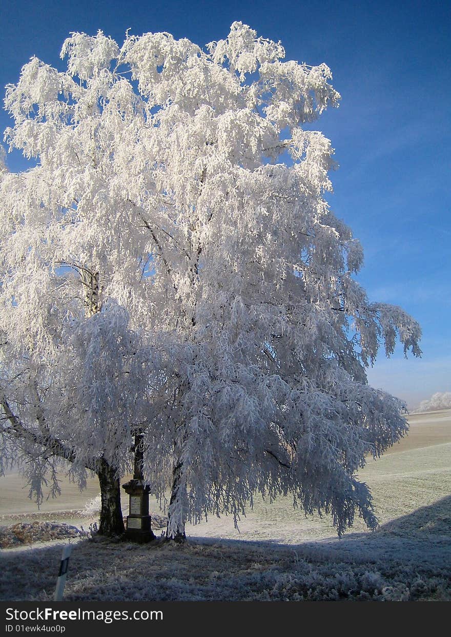 Tree  with frost