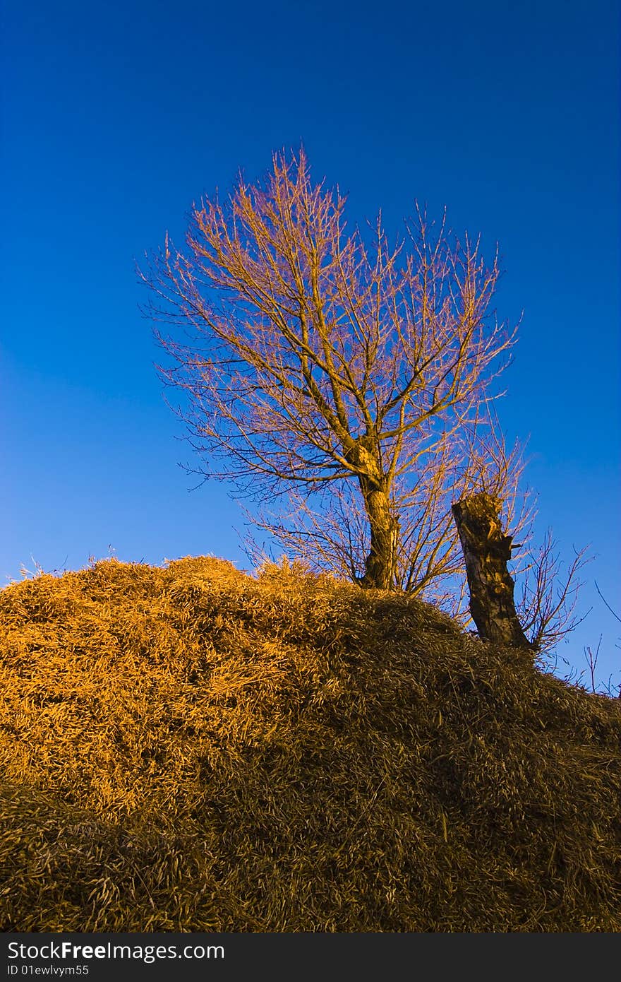 Under evening, aureate tree very beauty