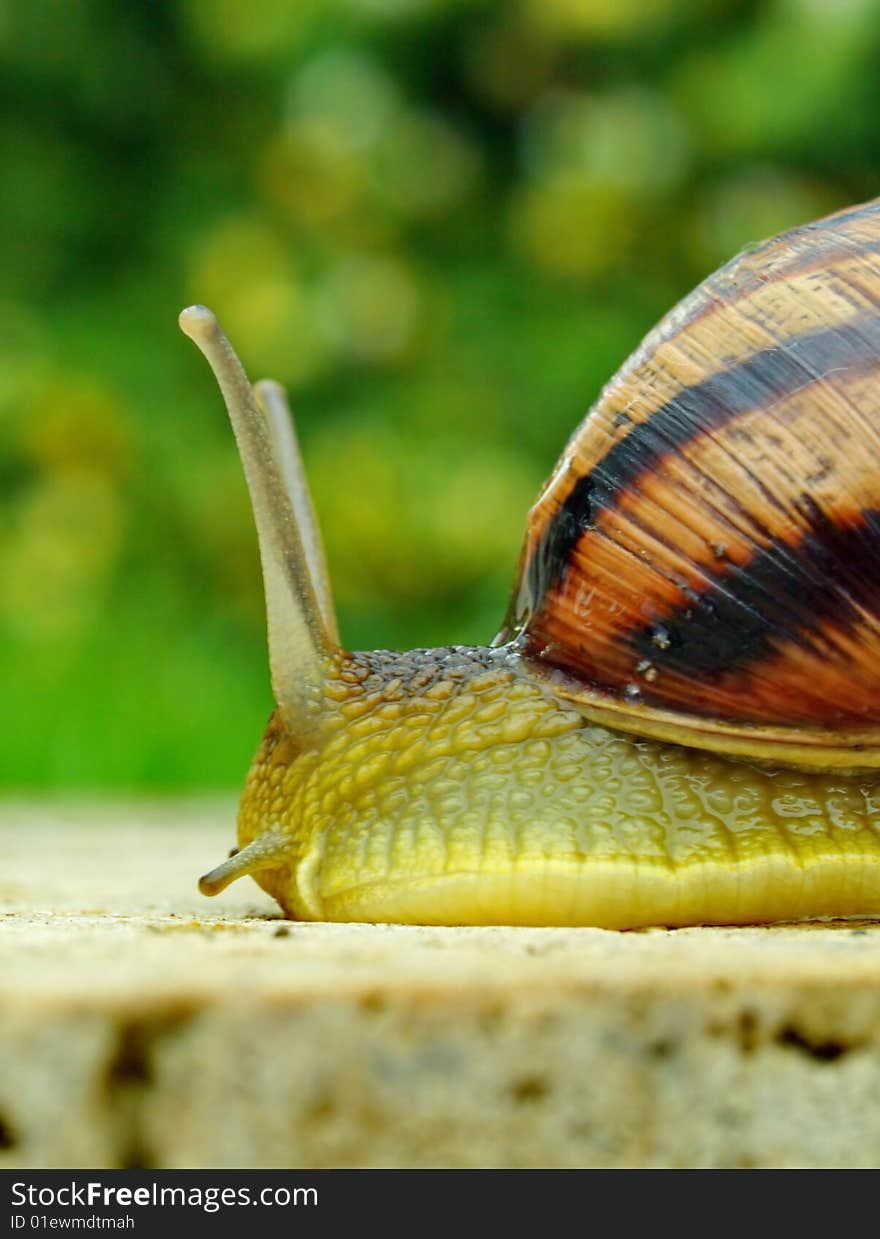 Snail on a green