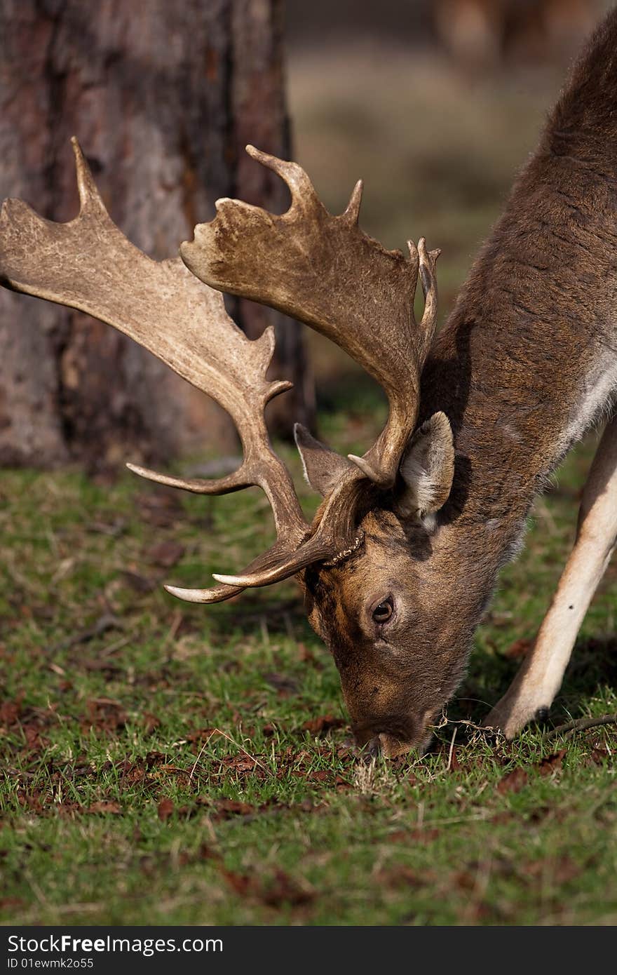 Red Deer Stage Male grazing in wood