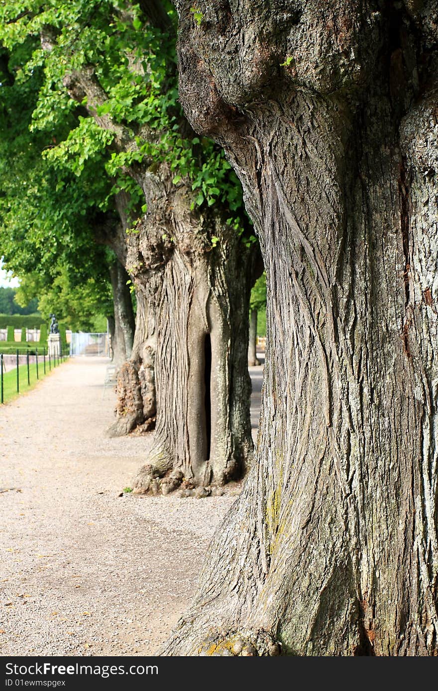 Tree in the queen's garden in Stockholm. Tree in the queen's garden in Stockholm