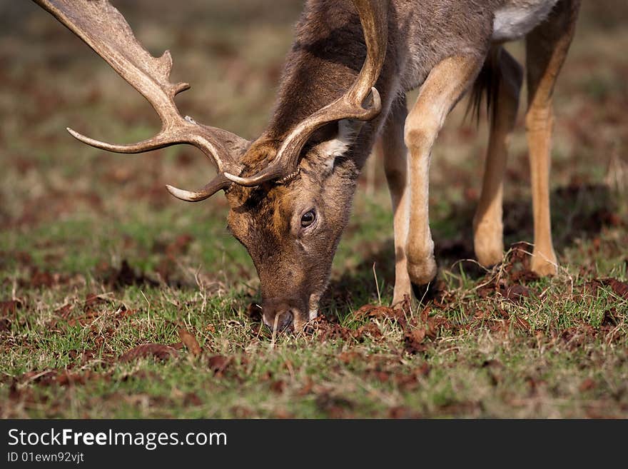 Red Deer Stage Male grazing in wood