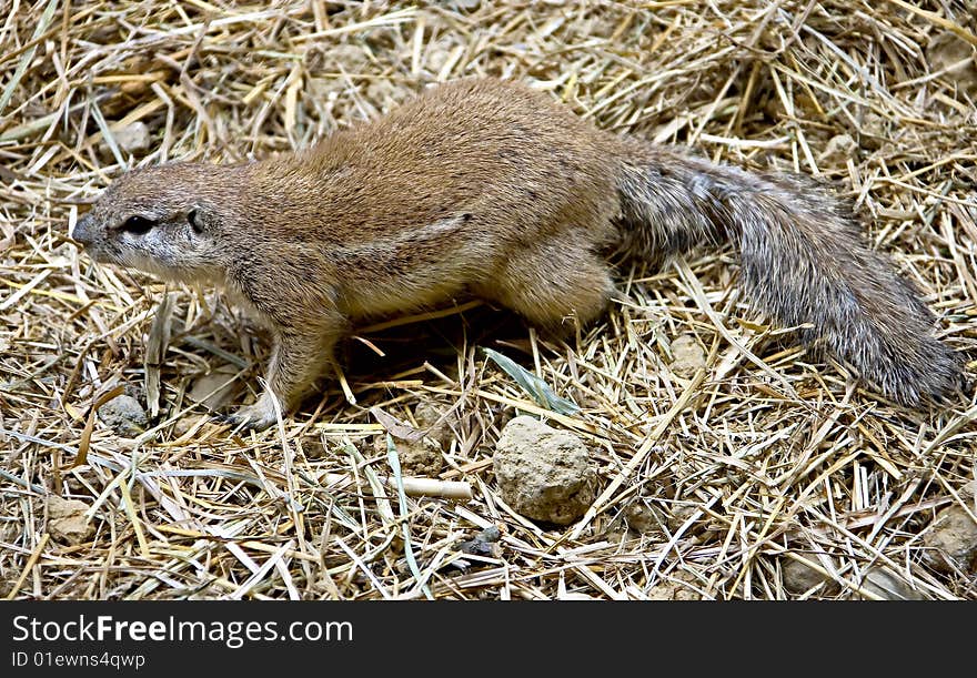 African ground squirrel 1