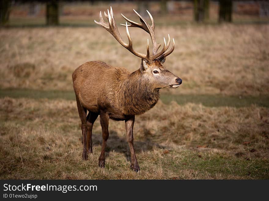 Red Deer Stage Male in wood