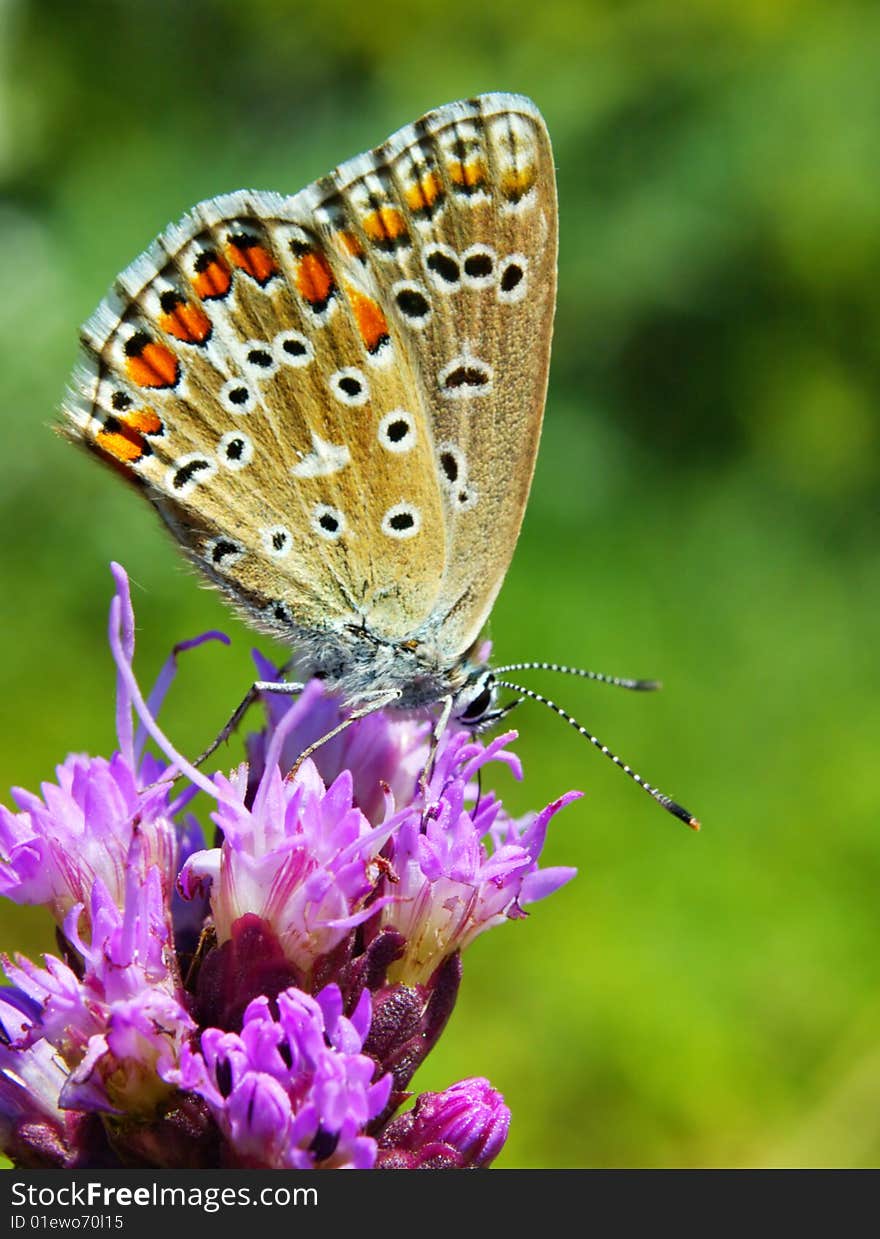 Butterfly on a green bavkground