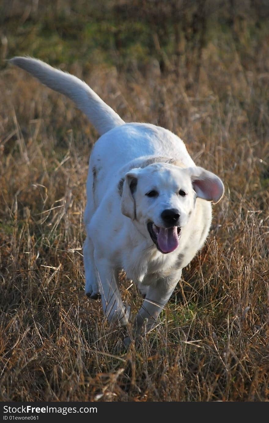 Running jung golden labrador retriever on the meadow hunt. Running jung golden labrador retriever on the meadow hunt