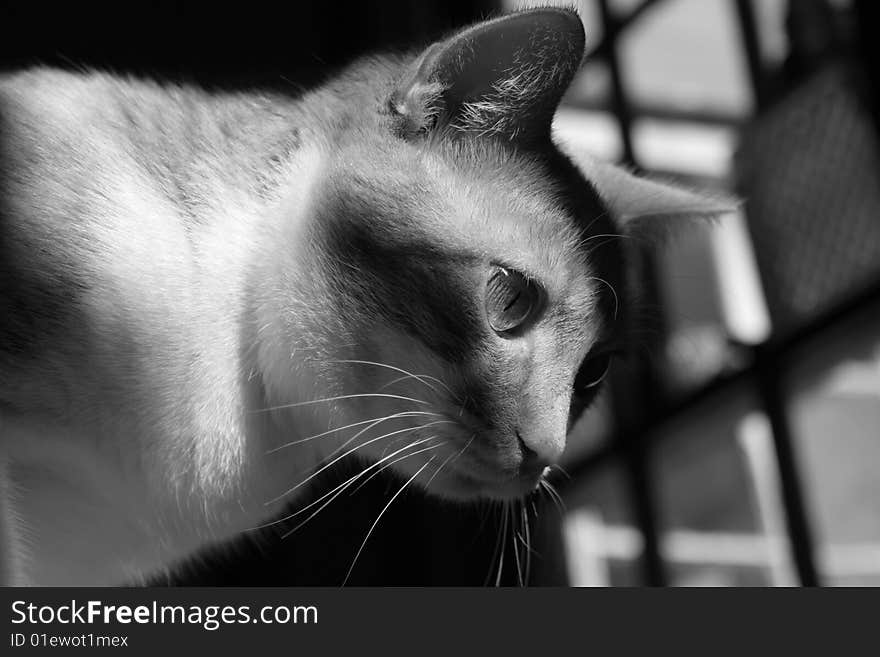 Black and white photo of orange and white cat, in sunlight. Black and white photo of orange and white cat, in sunlight