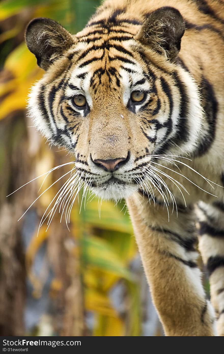 Tiger is watching for some food