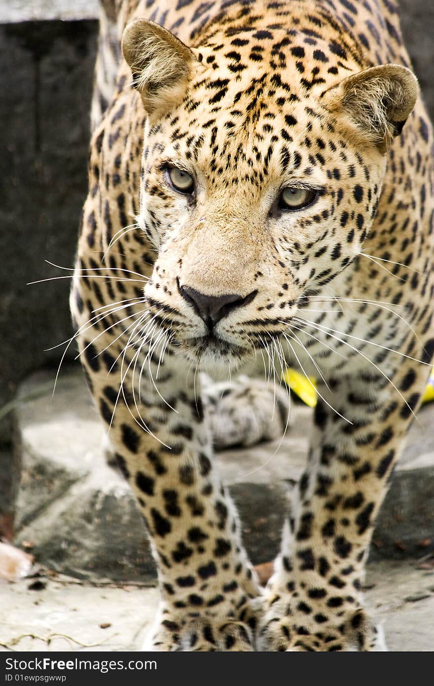 Panther walk down on the rock