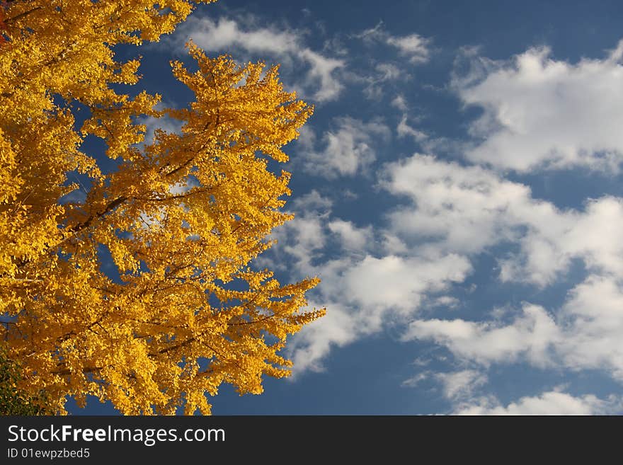 Camphor tree on a bright autumn day. Camphor tree on a bright autumn day