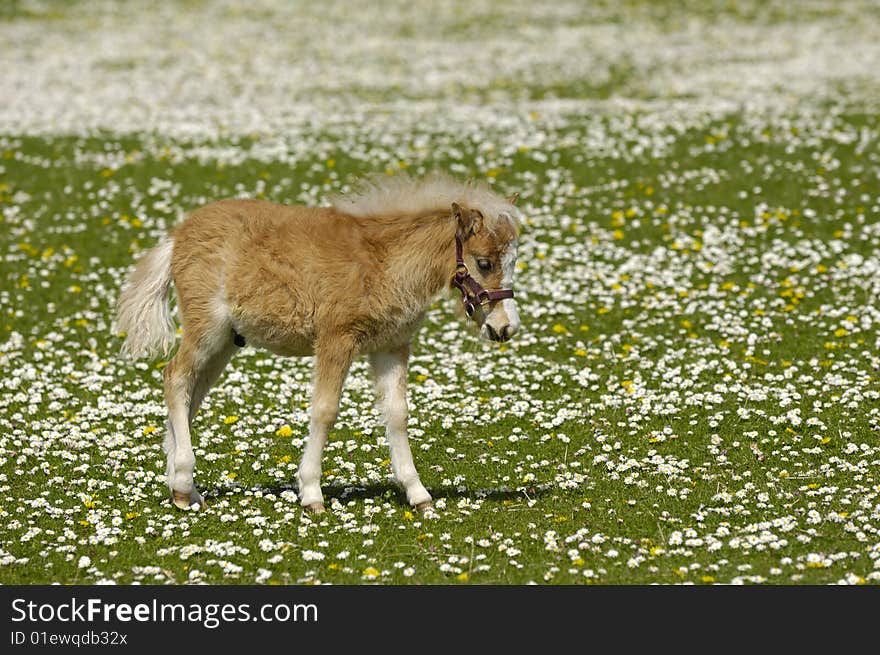 A sweet young horse on a meadow with many flowers. A sweet young horse on a meadow with many flowers