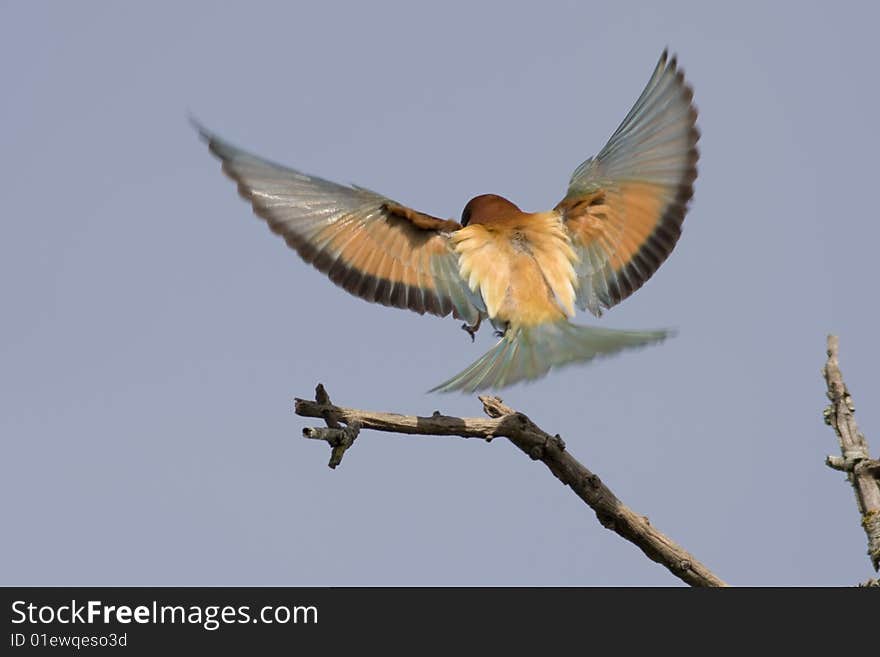 Bee eater bird over a blue background sky