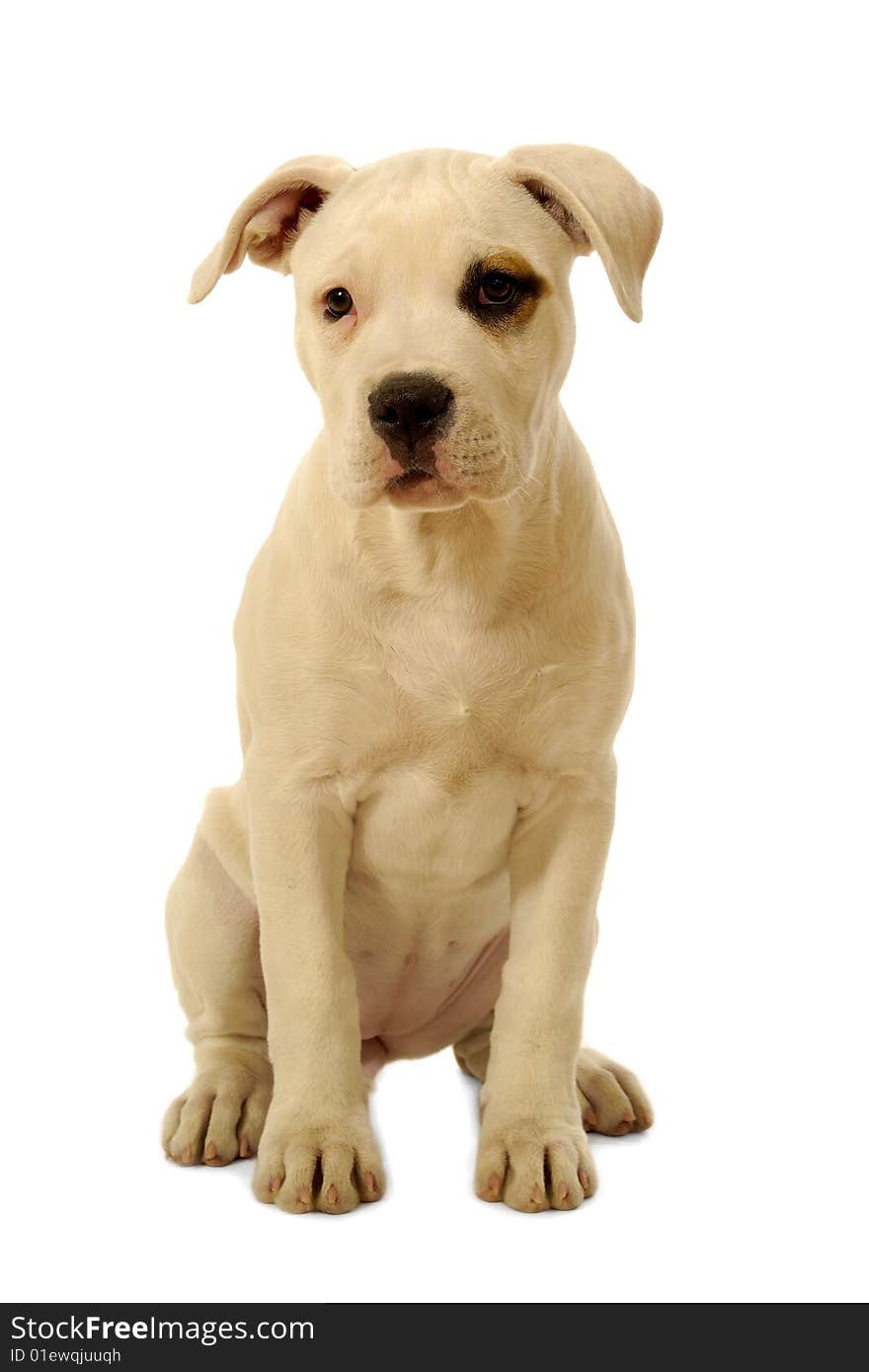 Sweet puppy sitting on a clean white background.