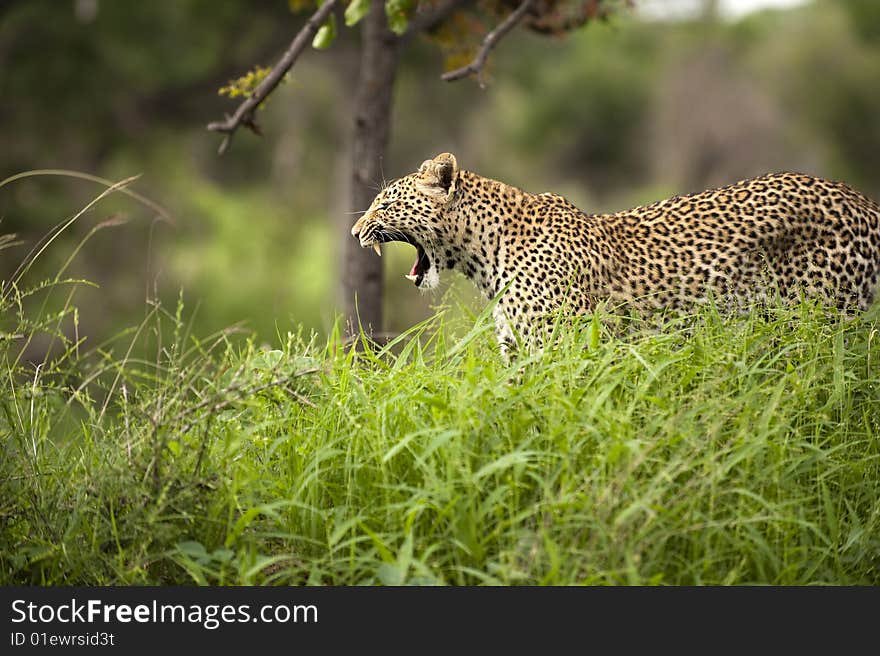 Leopard in Kruger park