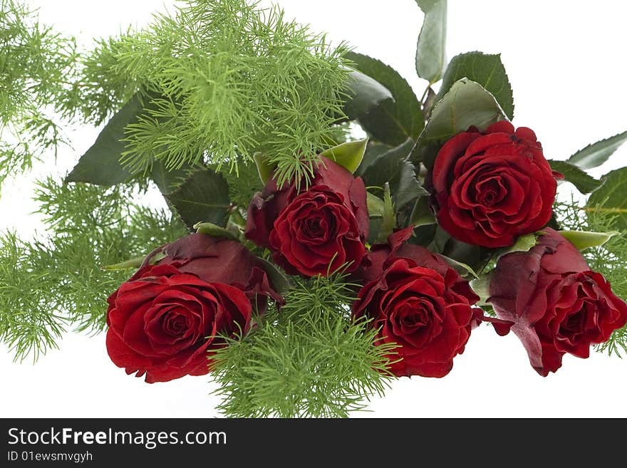 Red roses against white background