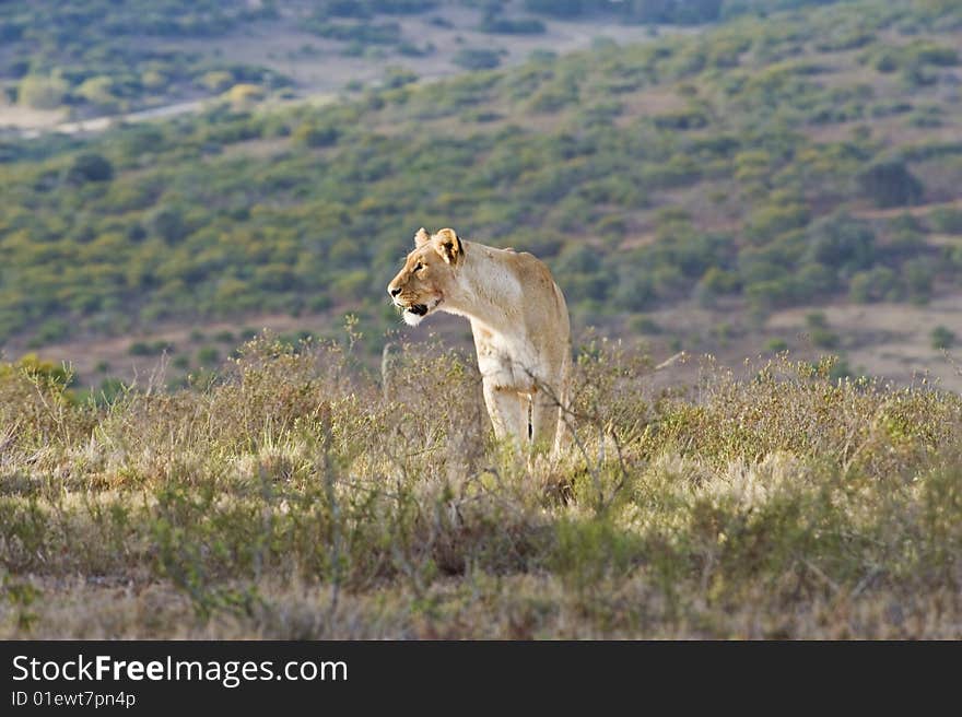 The late afternoon sun catches the Lioness. The late afternoon sun catches the Lioness