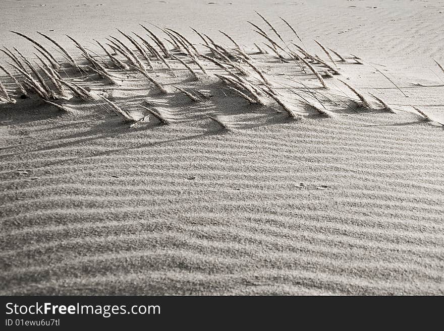 Detail of a sand dune at Guincho Beach, Portugal