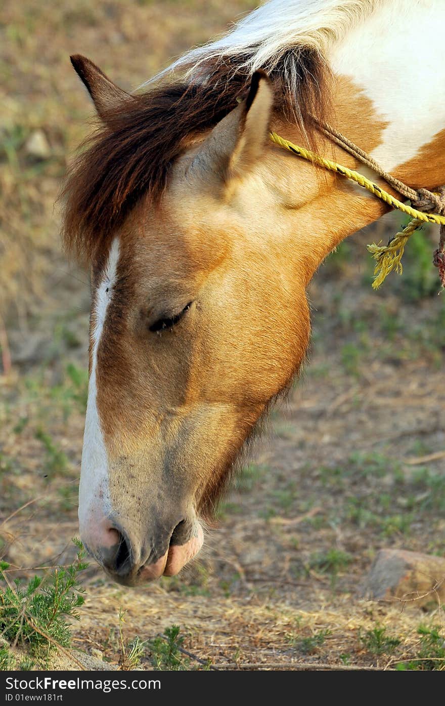 Horse face