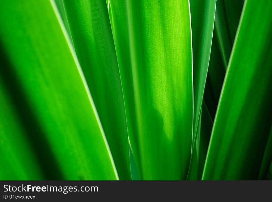 Green leaf as beautiful background