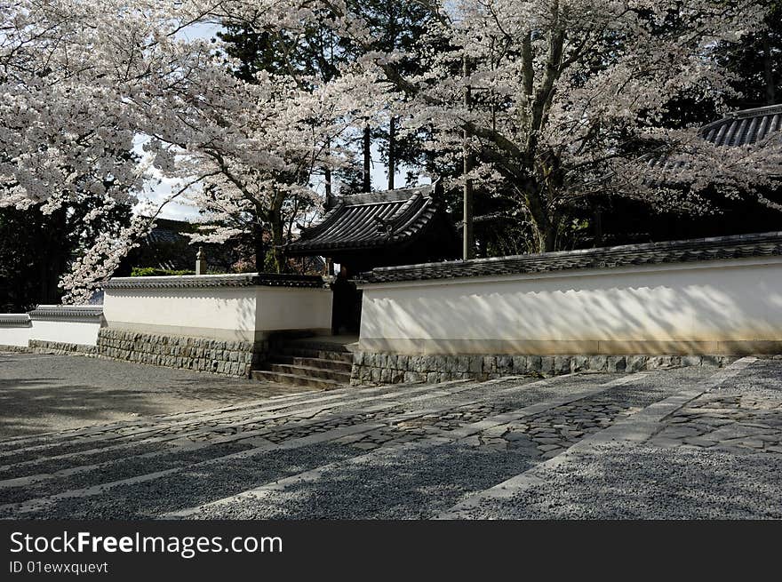 Japanese cherry blossom with temple